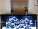 90 Gallon Reef Set Up With Kessil Lighting