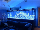 1,000 Gallon Custom Glass Reef Aquarium