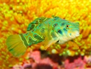 Psychedelic Mandarin Goby Saltwater Fish 