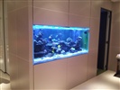 In Wall Custom Reef Tank