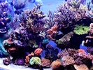 Salt Water Reef Aquarium
