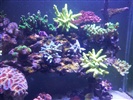 Acro Garden | Acro Reef Tank