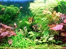 Planted Aquarium Dutch Style With Angel Fish