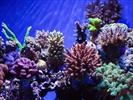 Hard Coral Reef Tank